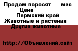 Продам поросят 1,5 мес. › Цена ­ 2000-2500 - Пермский край Животные и растения » Другие животные   